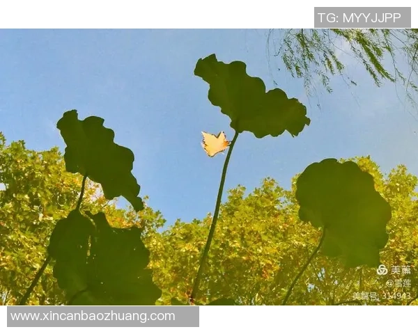 广州乒乓球队在钻石联赛中的辉煌历程与突破成就全景回顾